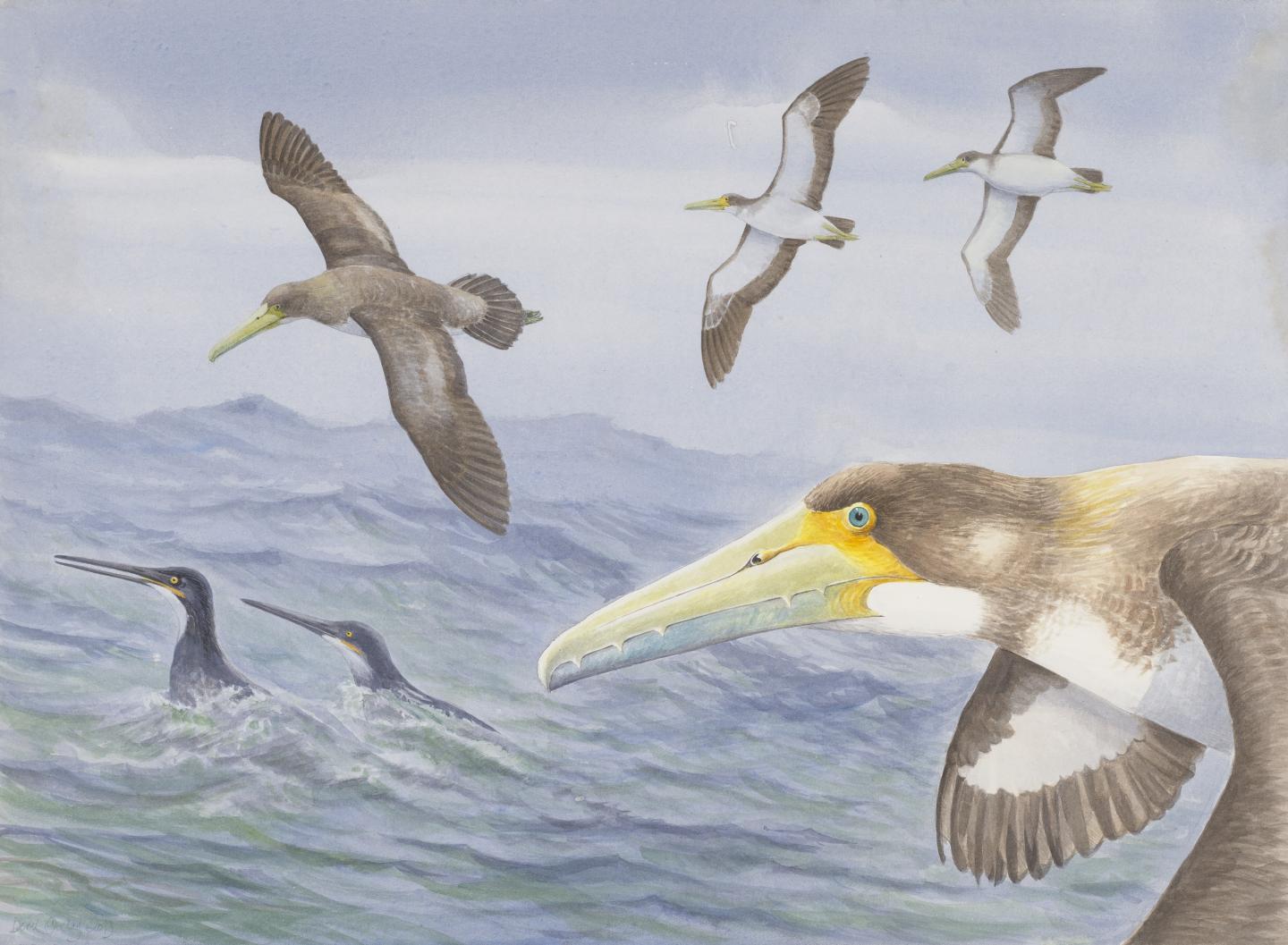 Artist's Impression of <i>Protodontopteryx</i>