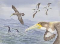 Artist's Impression of <i>Protodontopteryx</i>