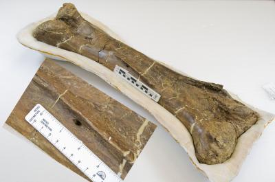 Dinosaur  Fossil
