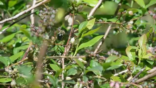 Natural Buzz: How To Make Bee-Friendly Farms