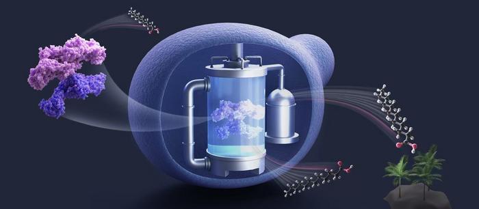 Researchers achieve chain-length control of fatty acid biosynthesis in yeast