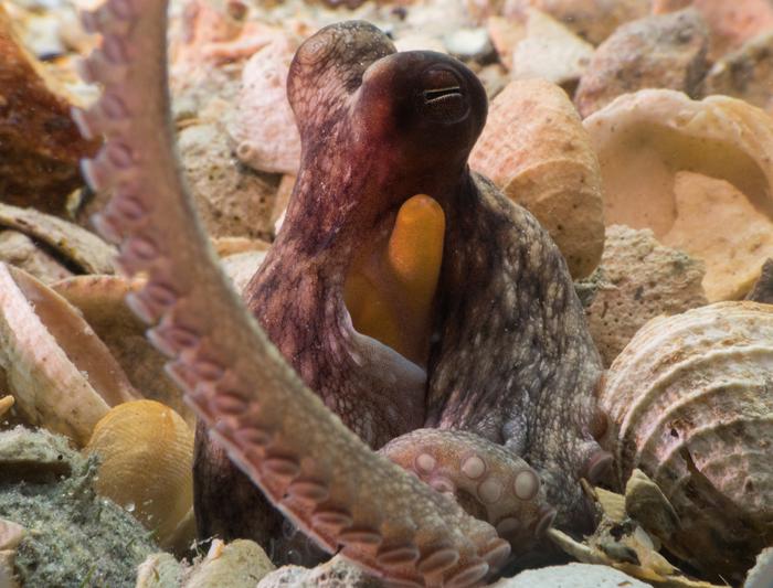 Octopus Americanus