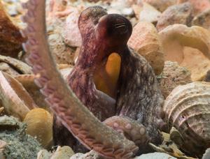 Octopus Americanus