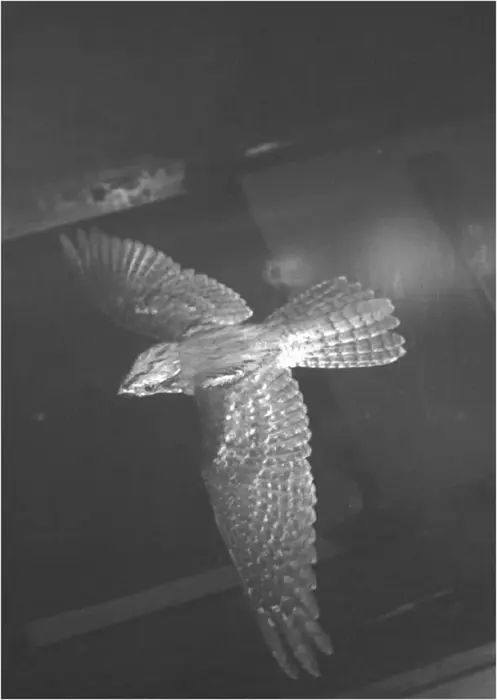 Nightjar