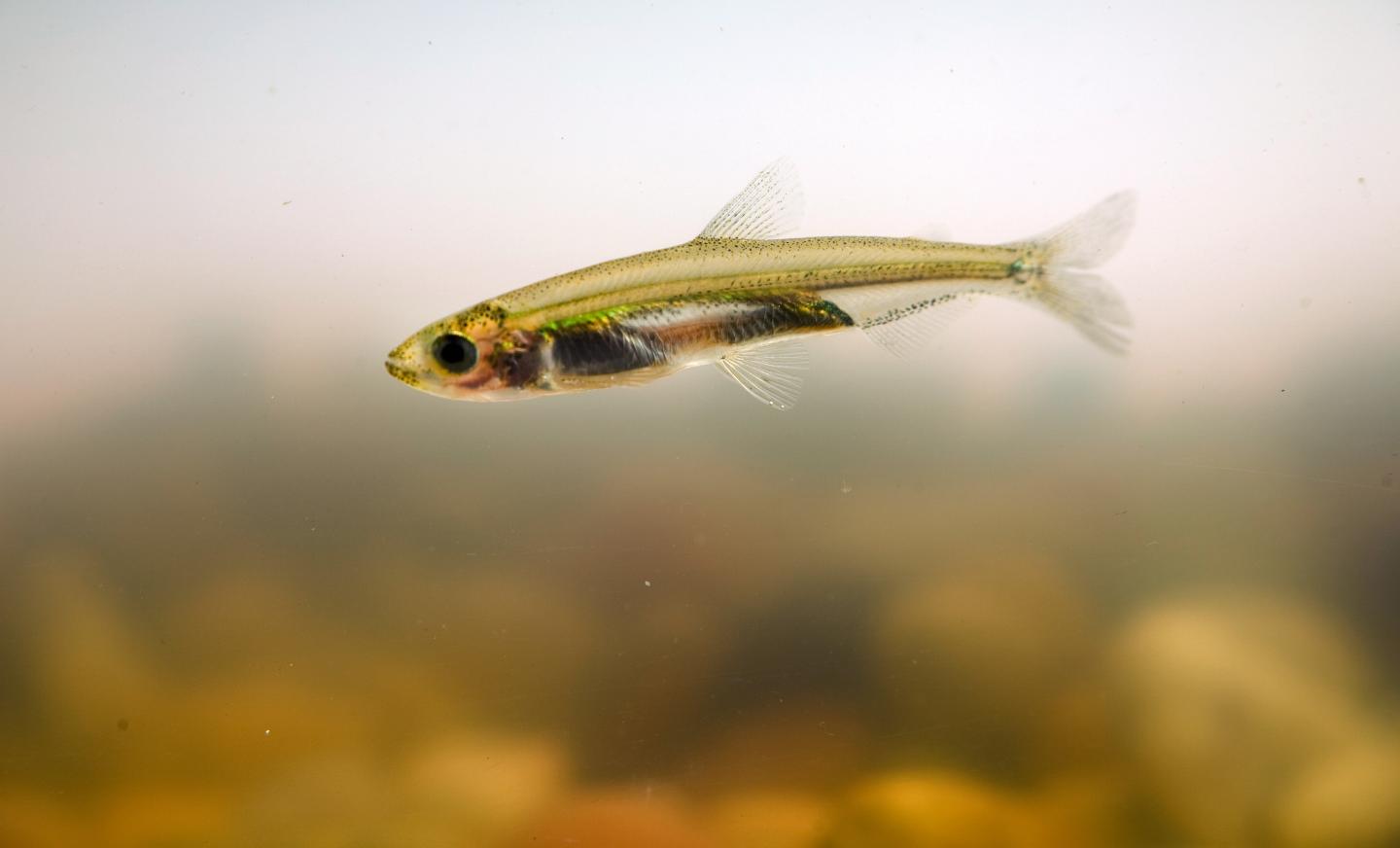 Juvenile Delta Smelt