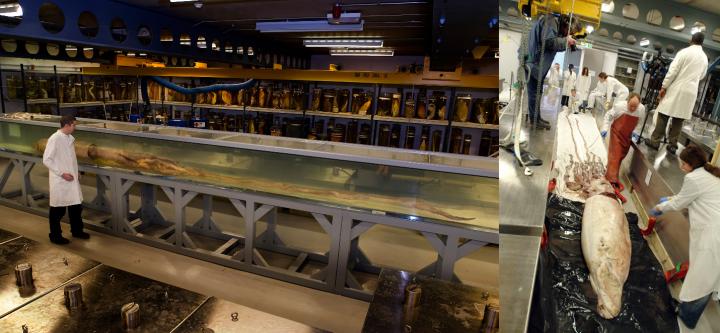Giant Squid at the Natural History Museum, London.