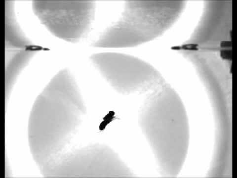 Flies That "Stick" Upside Down Landings Use Different Approach Than Thought (9 of 9)