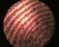 Fingerprint (2 of 3)