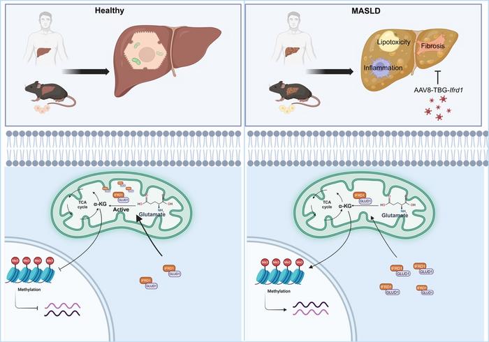 esd1 glutathion Hepatic IFRD1 suppresses metabolic dysfunction-associated steatohepatitis via GLUD1/α-KG axis tagged protein purification Frontiers | Insights into radiant skin kit Size:250g