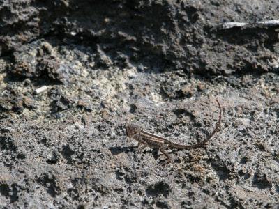 Lizards, Leg-Length, and Rapid Natural Selection