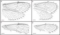 Wing Venation of Aneuretopsychidae