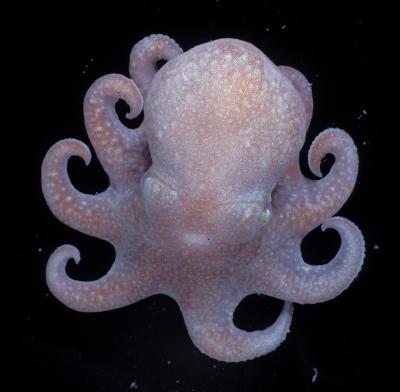 Megaleledone setebos
