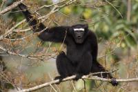 Hoolock Gibbon