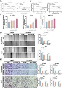 STARD4 impairs the anti-tumor effect of lenvatinib.