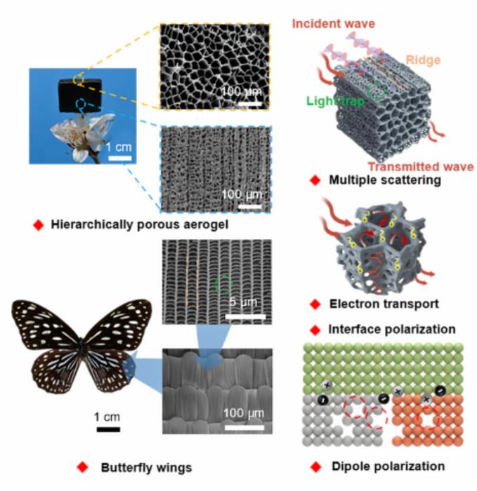 Fabrication of butterfly wing‑inspired hierarchically porous aerogels from sub‑1 nm nanowires for efficient microwave absorption.