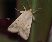 Moth