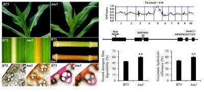 Maize bm5 Gene