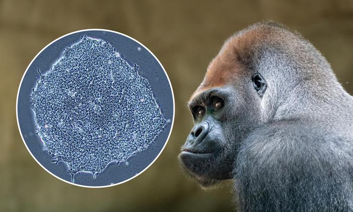 Cell lines were cryopreserved for the gorilla at the Barcelona CryoZoo.