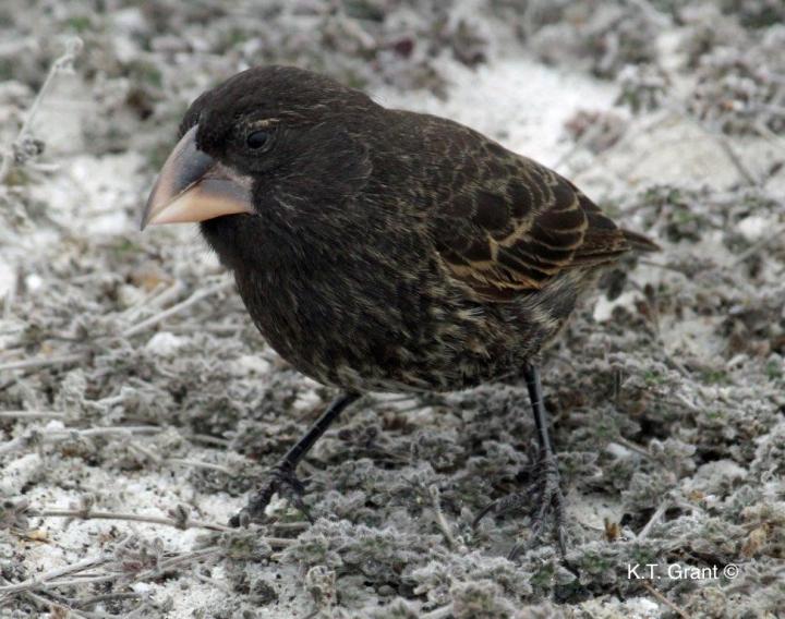 Parent -- <I>G. conirostris</I>