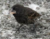Parent -- <I>G. conirostris</I>