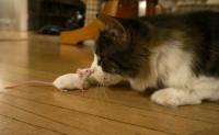 Chronic Infection with the Parasite <i>T. gondii </i>Can Make Mice Lose Their Innate Fear of Cats