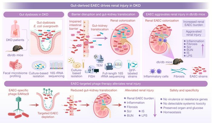Targeted phage interrupts gut–kidney translocation of EAEC in diabetic kidney disease
