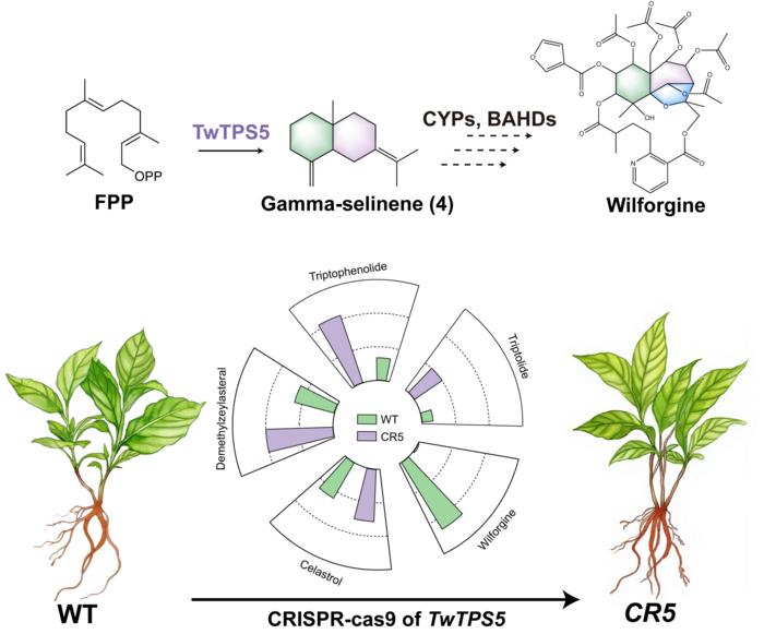 敲除TwTPS5阻断了DASA生物合成并提高了主药效萜类化合物的含量