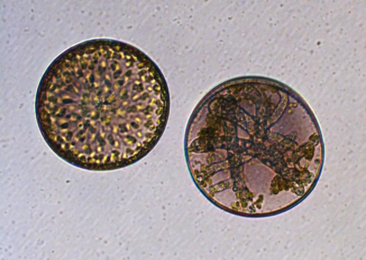 Healthy and Infected Coscinodiscus granii Cell
