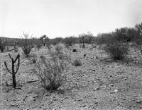 Repeat Photography, Tumamoc Hill, 1958