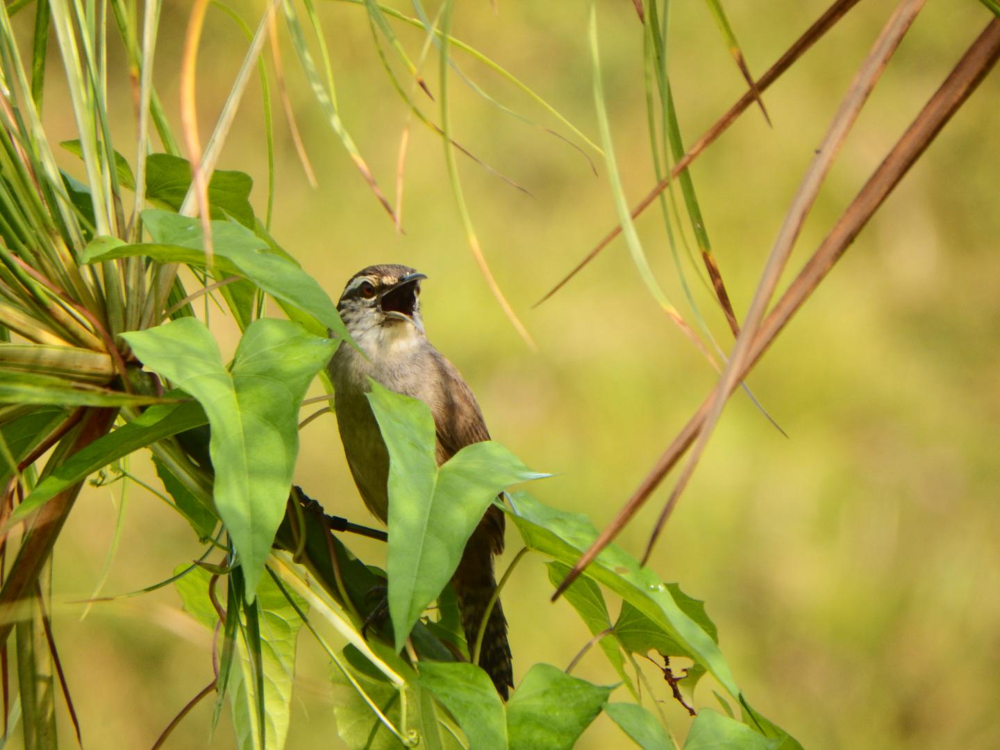 Male Wren Singing