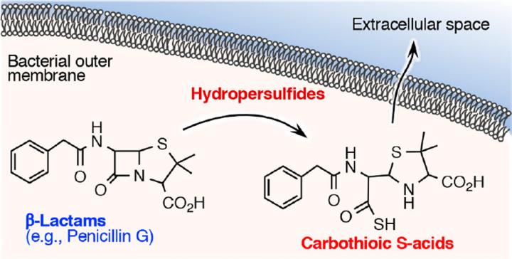 &#946;-lactam antimicrobial agent degradation by reactive sulfur species and formation mechanism of carbothioic acid