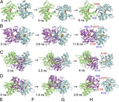 Actin Dissociation