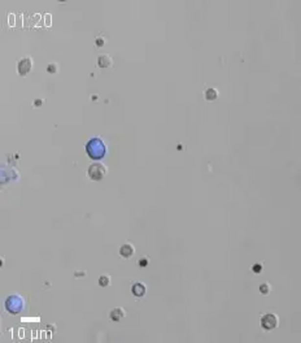 ruptoblasts exploding