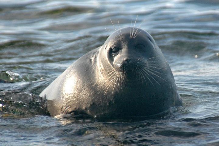 A Baikal seal