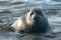 A Baikal seal