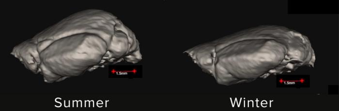 Shrew brains in summer and winter