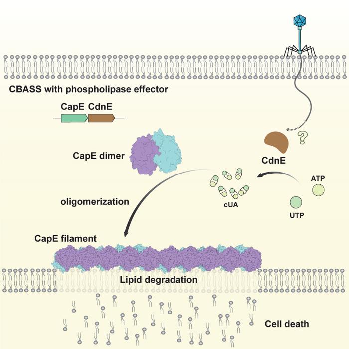Model of anti-phage defense by CapE