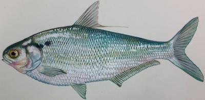 Gizzard Shad