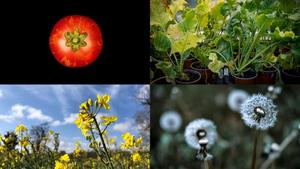 Four precision breeding projects
