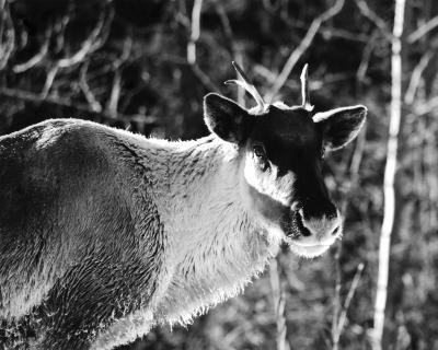 Caribou