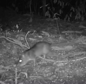 Bushmeat biomass (3)
