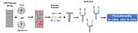 Stockpiling Antibiotic Synbodies