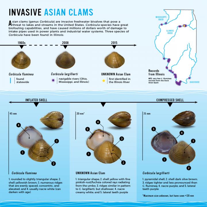 The Story of an Invasive