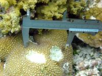 Bumphead Parrotfish Divot Bites on Coral are Not Insignificant