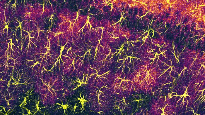 Figure 2. Astrocytes densely populate the hippocampus and actively support long-term memory maintenance