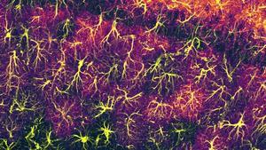 Figure 2. Astrocytes densely populate the hippocampus and actively support long-term memory maintenance