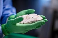 Human Brain Sample (2 of 2)