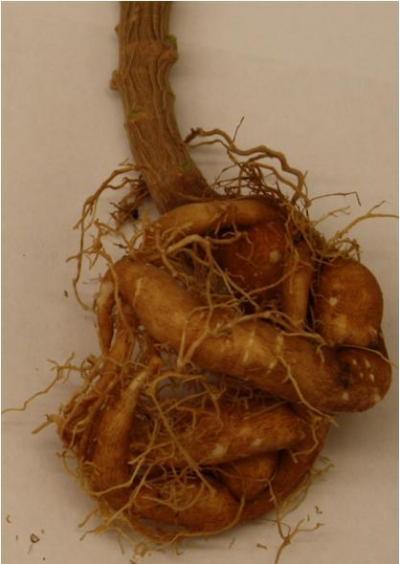 Cassava Root