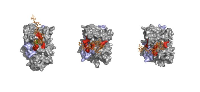 3D models of the three brain enzymes that build polysialic acid