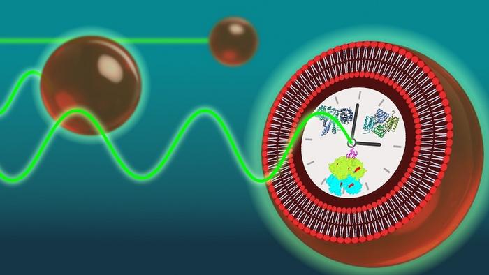 How Cells Can Keep Time